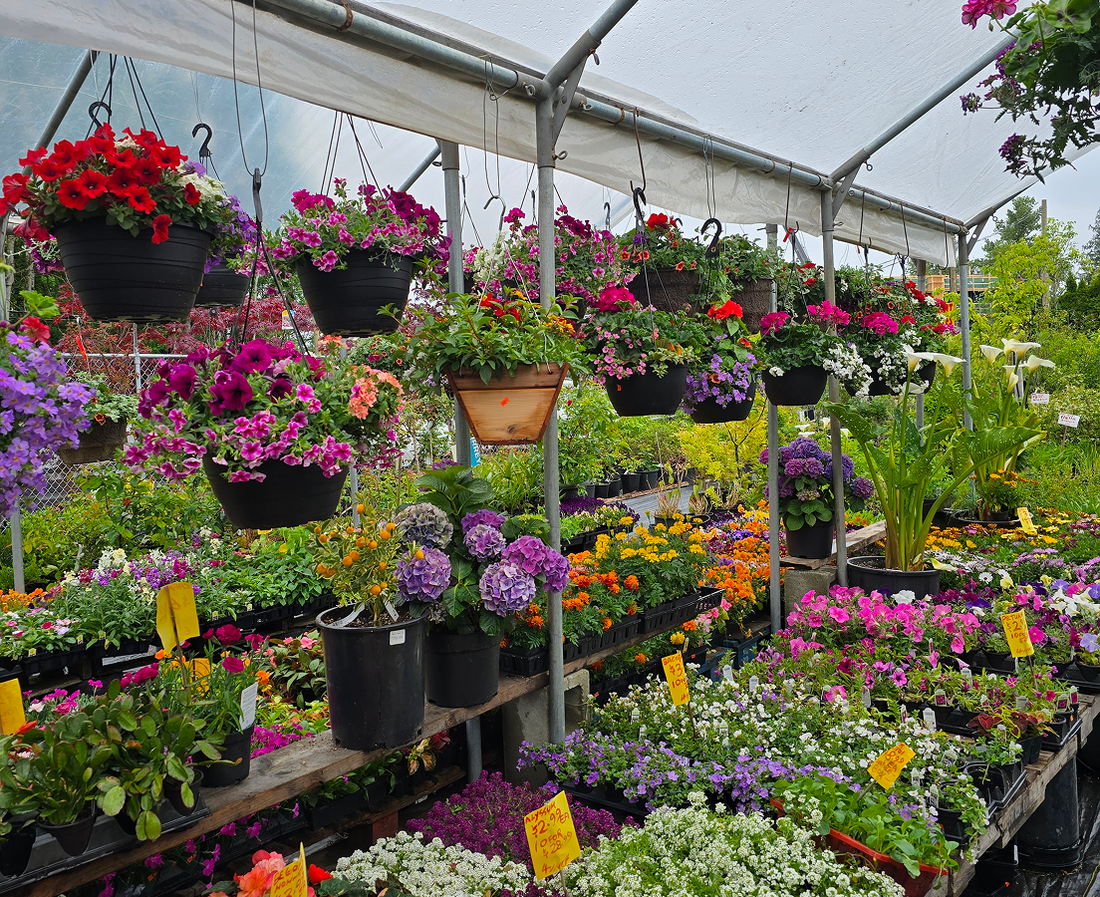 5 Easy-Care Plants That Thrive in Spring