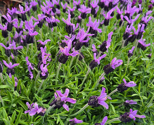 How to Make Your Garden Pollinator-Friendly