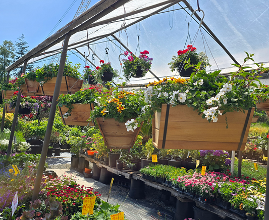 Starting a Veggie Garden: What to Plant Now